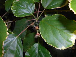 Image de Acalypha wilkesiana Müll. Arg.