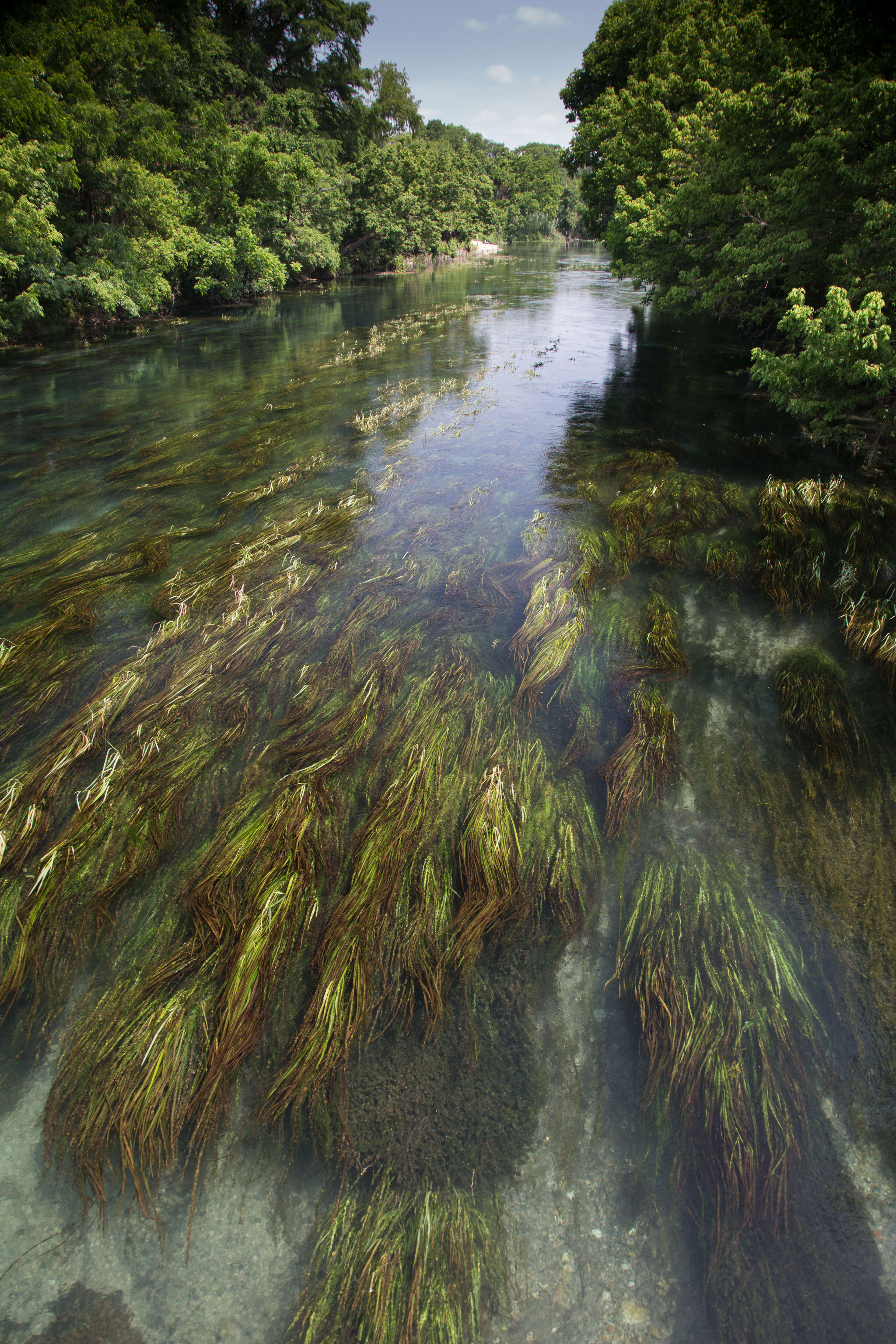 Image of Texas Wild Rice