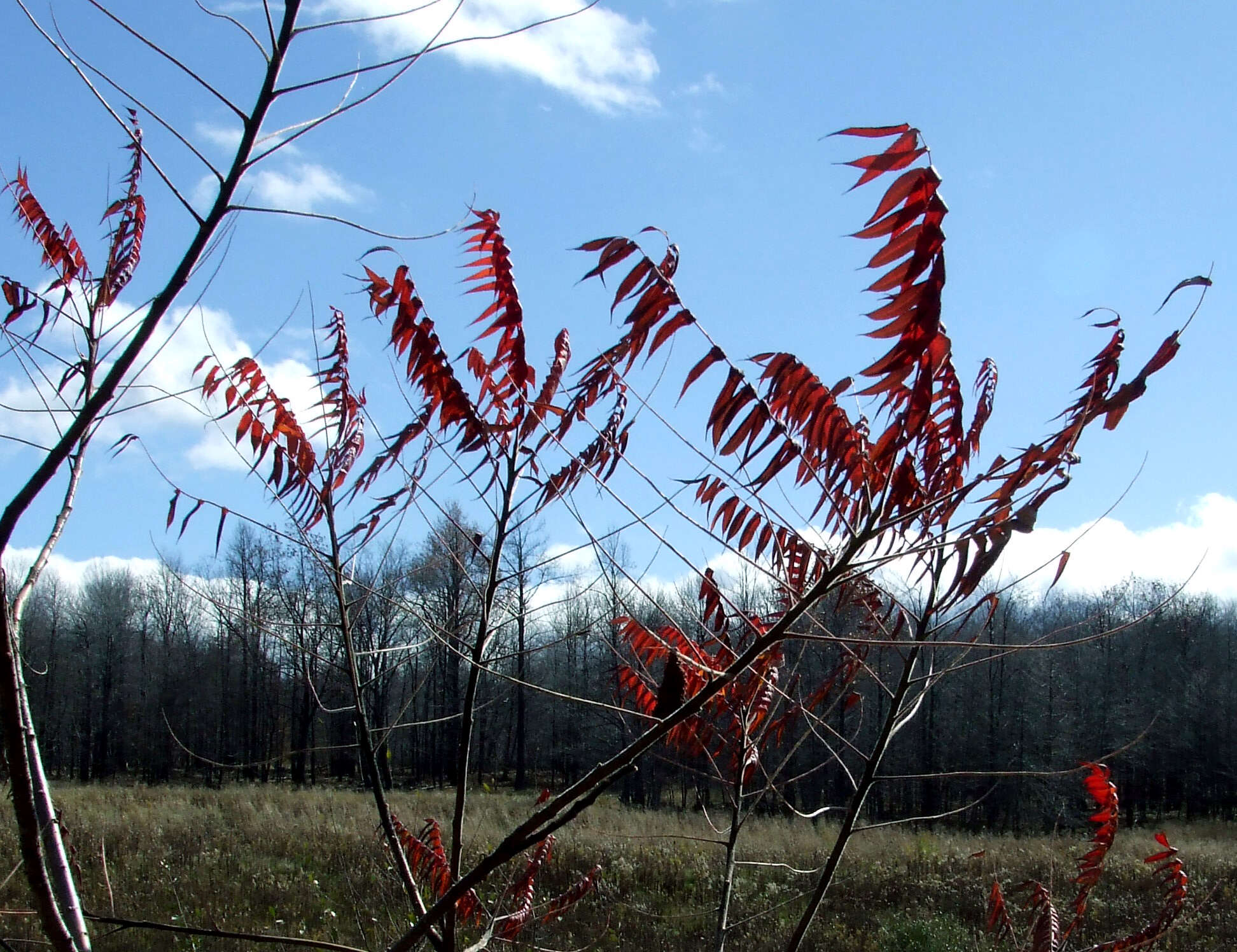 Image of staghorn sumac