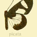 Imagem de Alaena picata Sharpe 1896