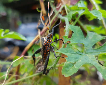 Image of Passionvine Bug