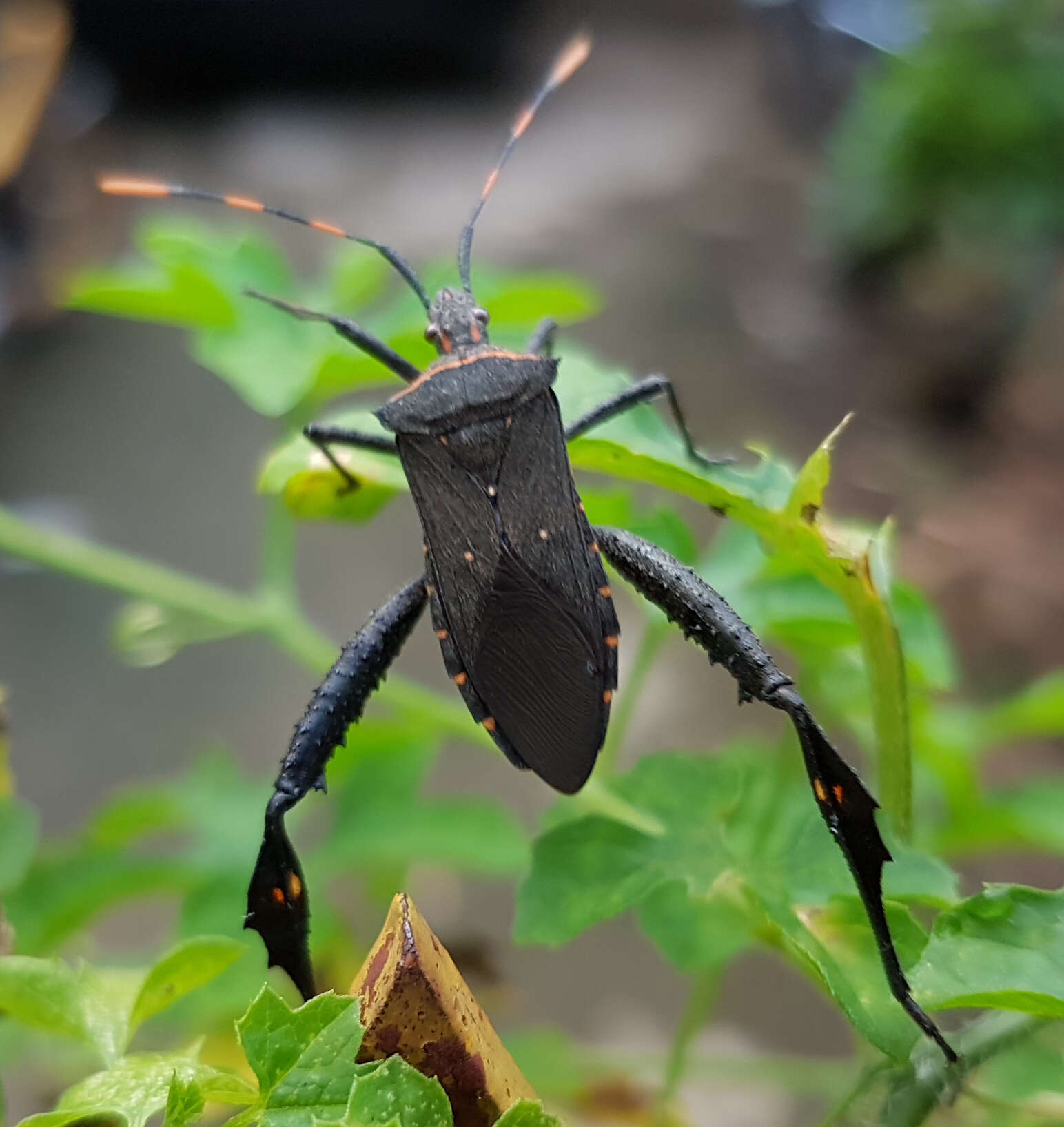 Image of Passionvine Bug