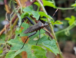 Image of Passionvine Bug