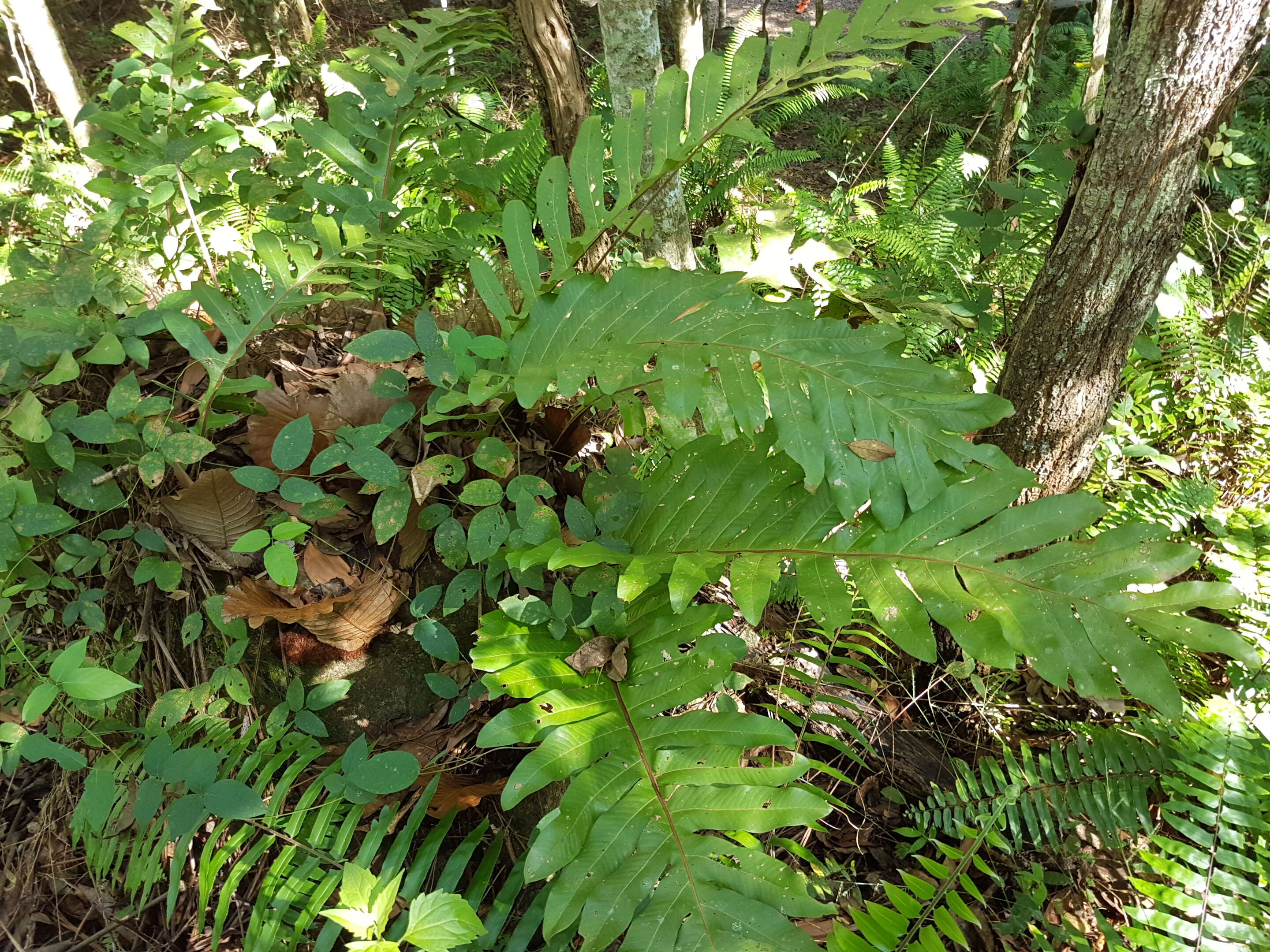 Image of basket fern