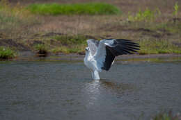 Image of White-bellied Sea Eagle