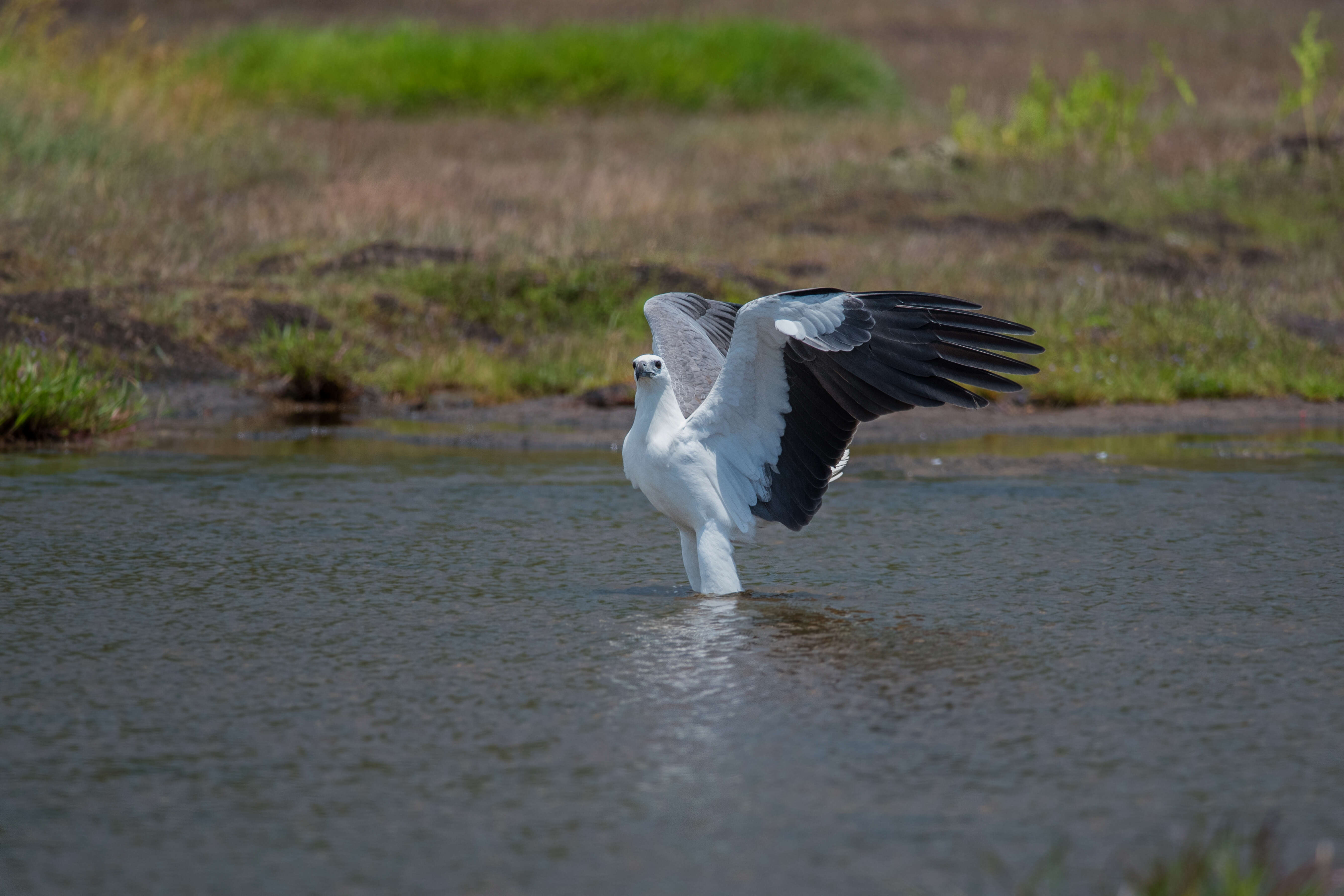 Image of White-bellied Sea Eagle