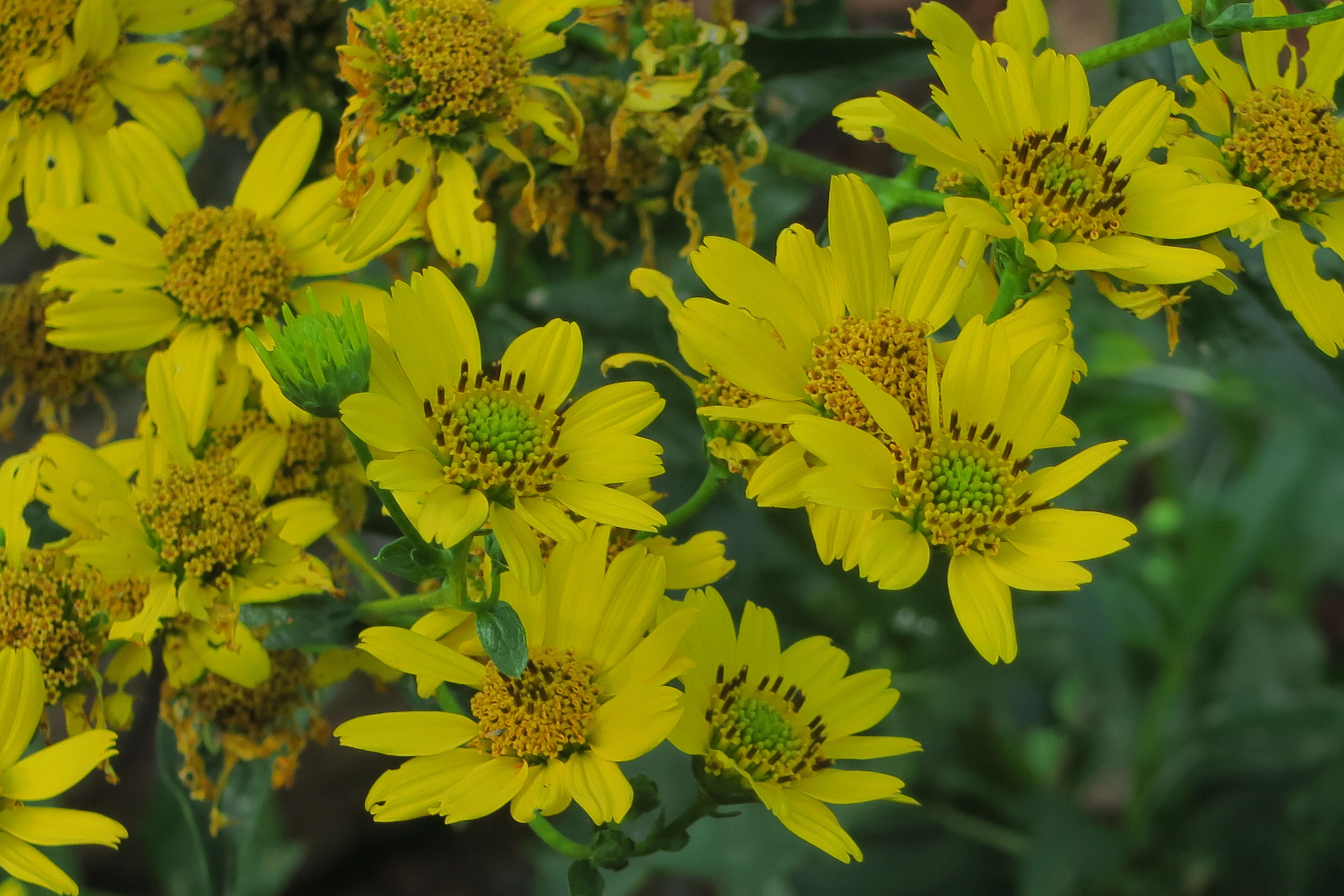 Image of bigleaf crownbeard