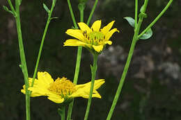 Image of bigleaf crownbeard