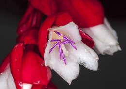 Image of Medinilla waterhousei Seem.