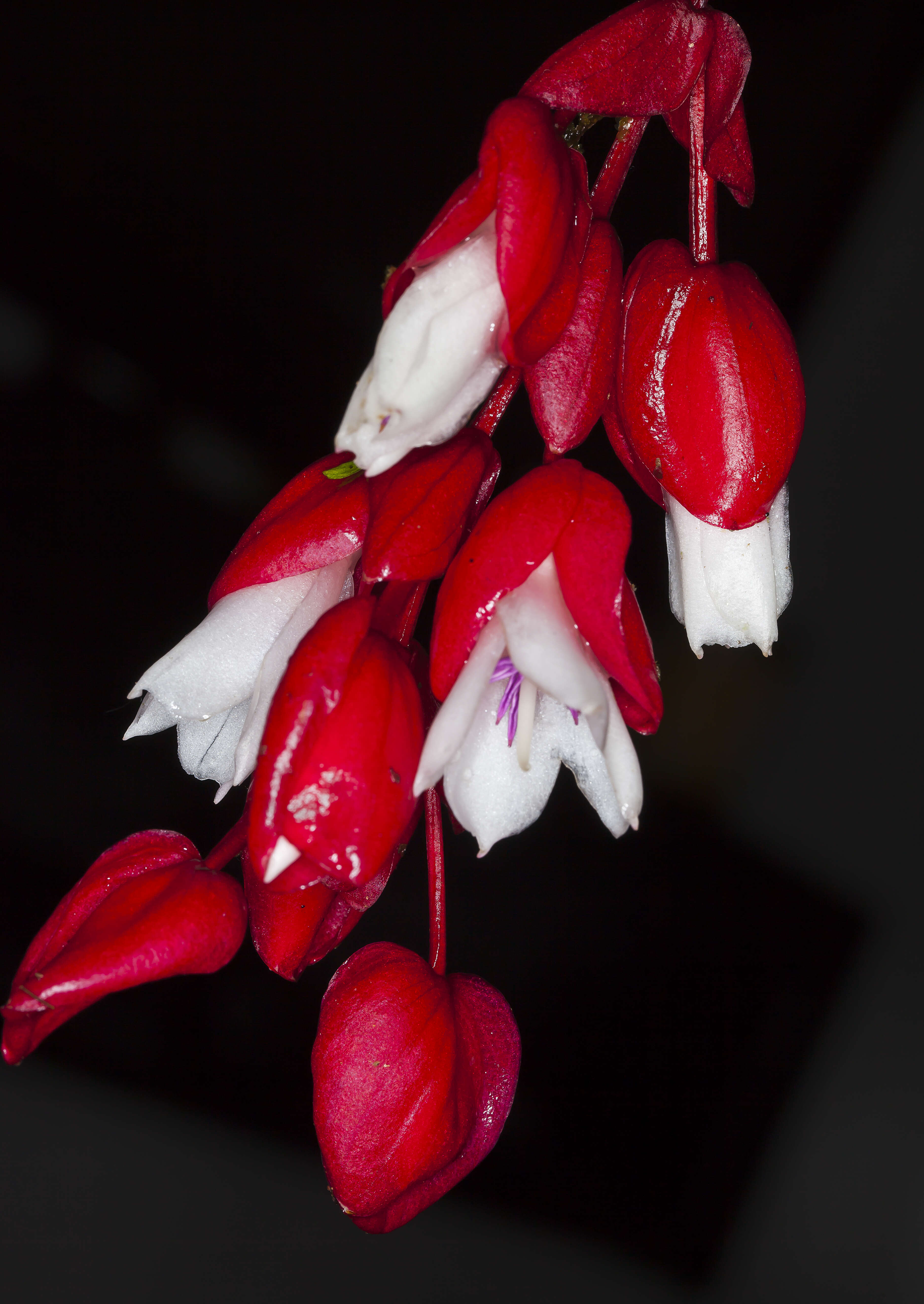 Image of Medinilla waterhousei Seem.