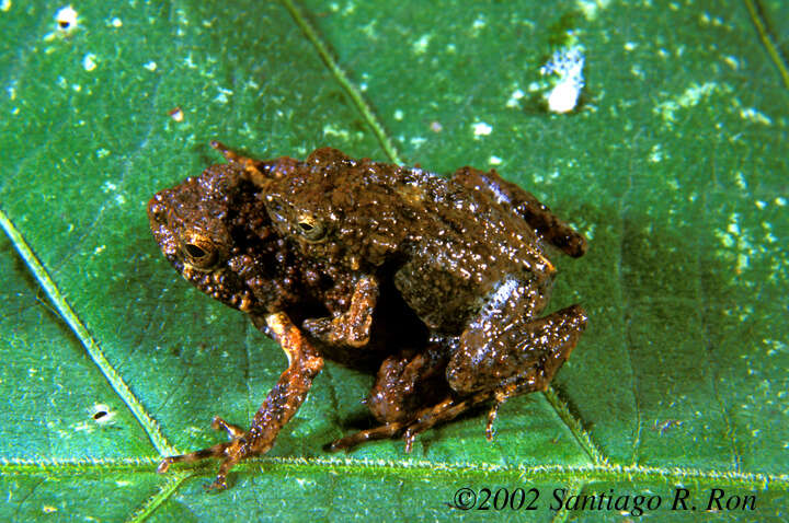 Image of Engystomops coloradorum (Cannatella & Duellman 1984)