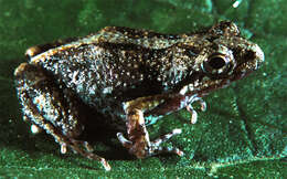 Image of Engystomops montubio (Ron, Cannatella & Coloma 2004)