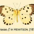 Image of Pentila abraxas (Westwood (1852))