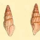 Image of Ceritoturris suavis (Hervier 1896)