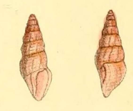 Image of Ceritoturris suavis (Hervier 1896)