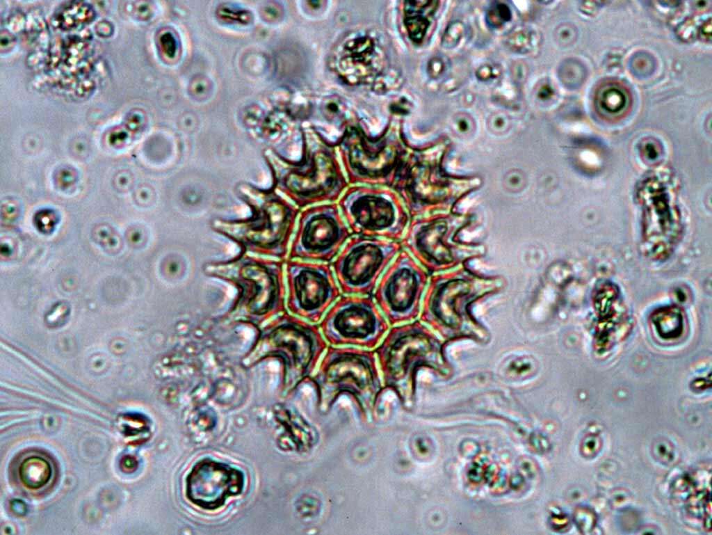 Image of Pseudopediastrum