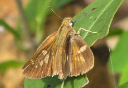 Слика од Polytremis lubricans Herrich-Schäffer 1869