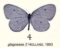 Image of Pentila glagoessa (Holland 1893)