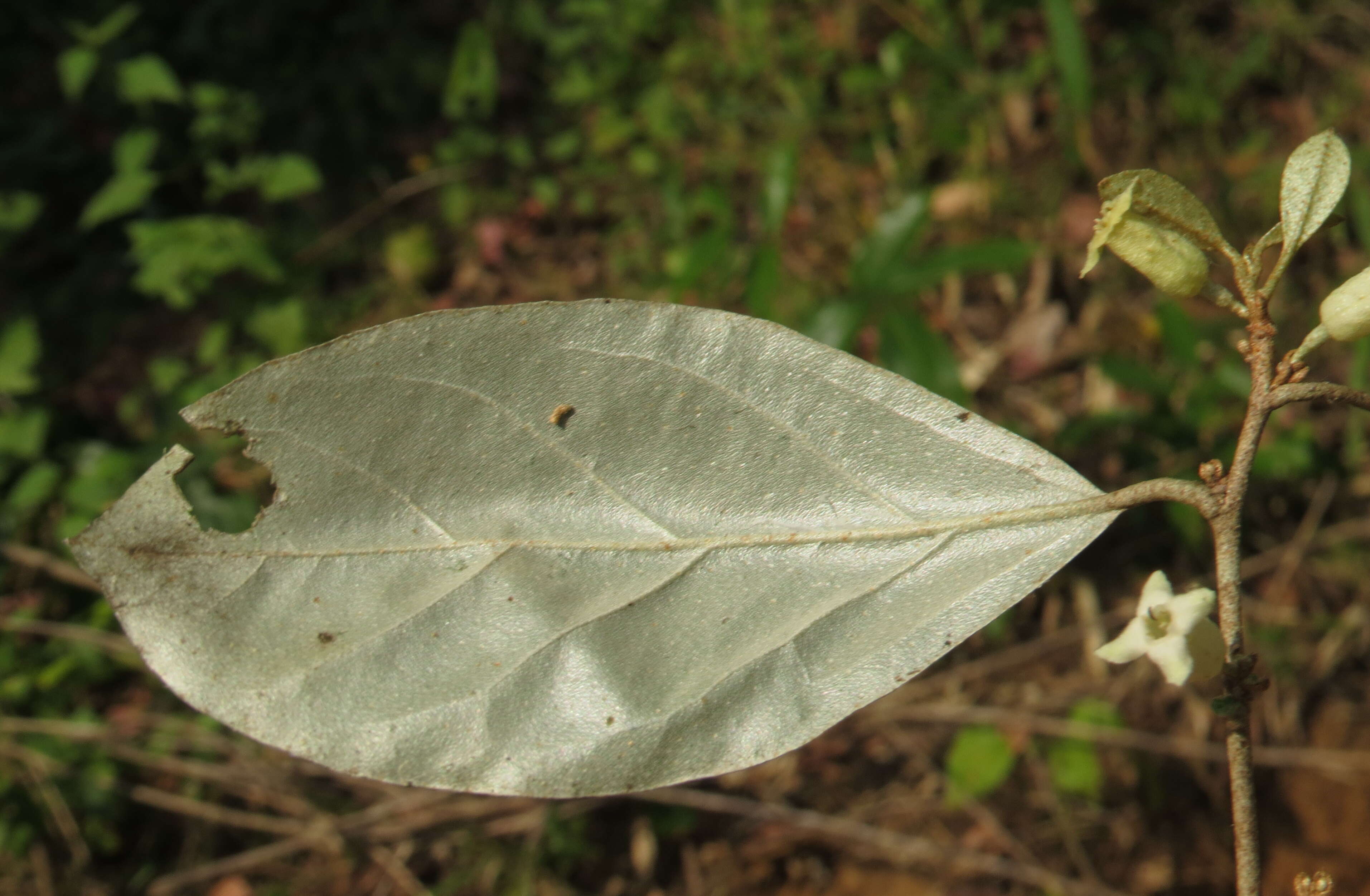 Image of Elaeagnus conferta Roxb.