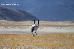 Слика од Grus nigricollis Przewalski 1876