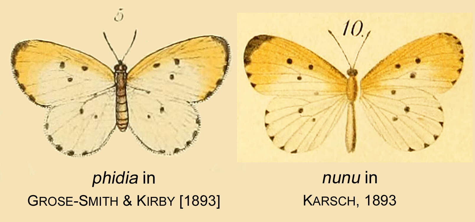 Image of Pentila phidia Hewitson 1874