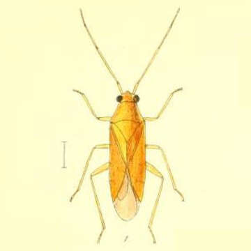 Phylus melanocephalus (Linnaeus 1767)的圖片