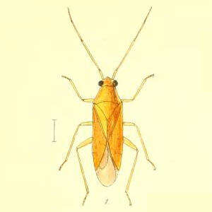 Phylus melanocephalus (Linnaeus 1767)的圖片