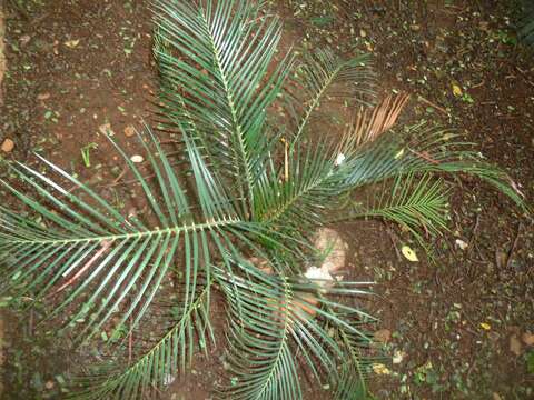 صورة Macrozamia communis L. A. S. Johnson