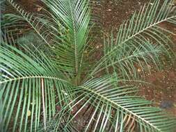 صورة Macrozamia communis L. A. S. Johnson