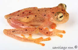 Image of Napo Cochran Frog