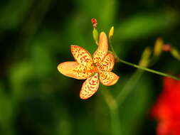 Image of Leopard flower