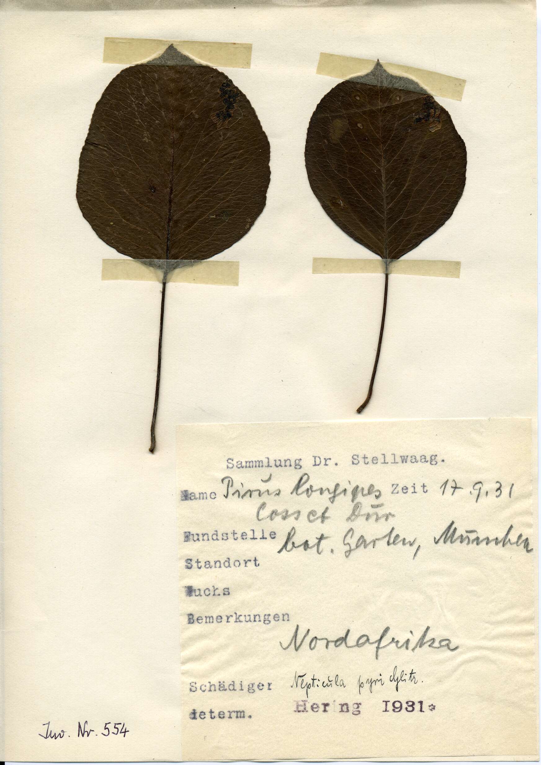 Image of Stigmella pyri (Glitz 1865) Vári 1944