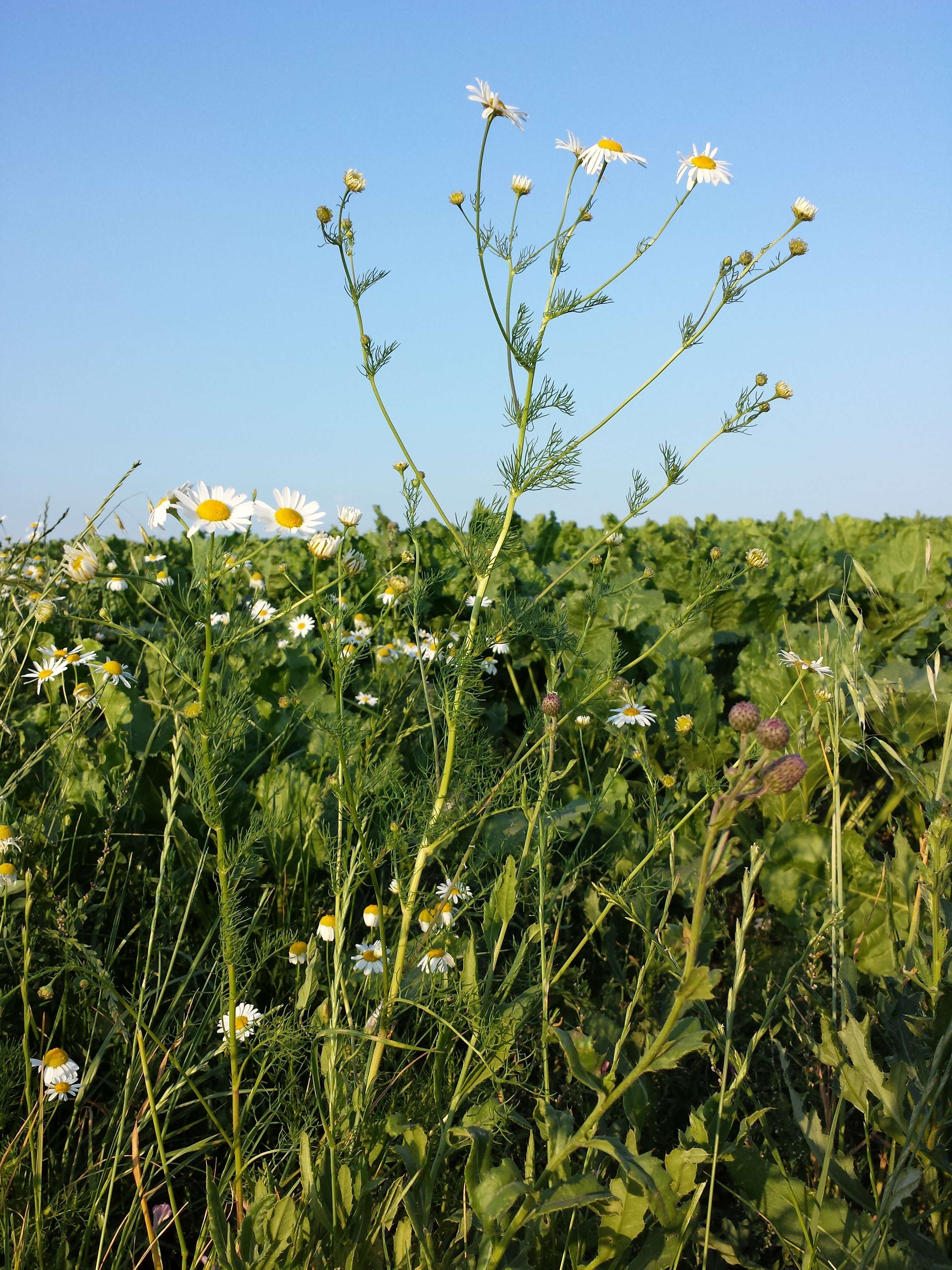 Imagem de Tripleurospermum inodorum (L.) Sch.-Bip