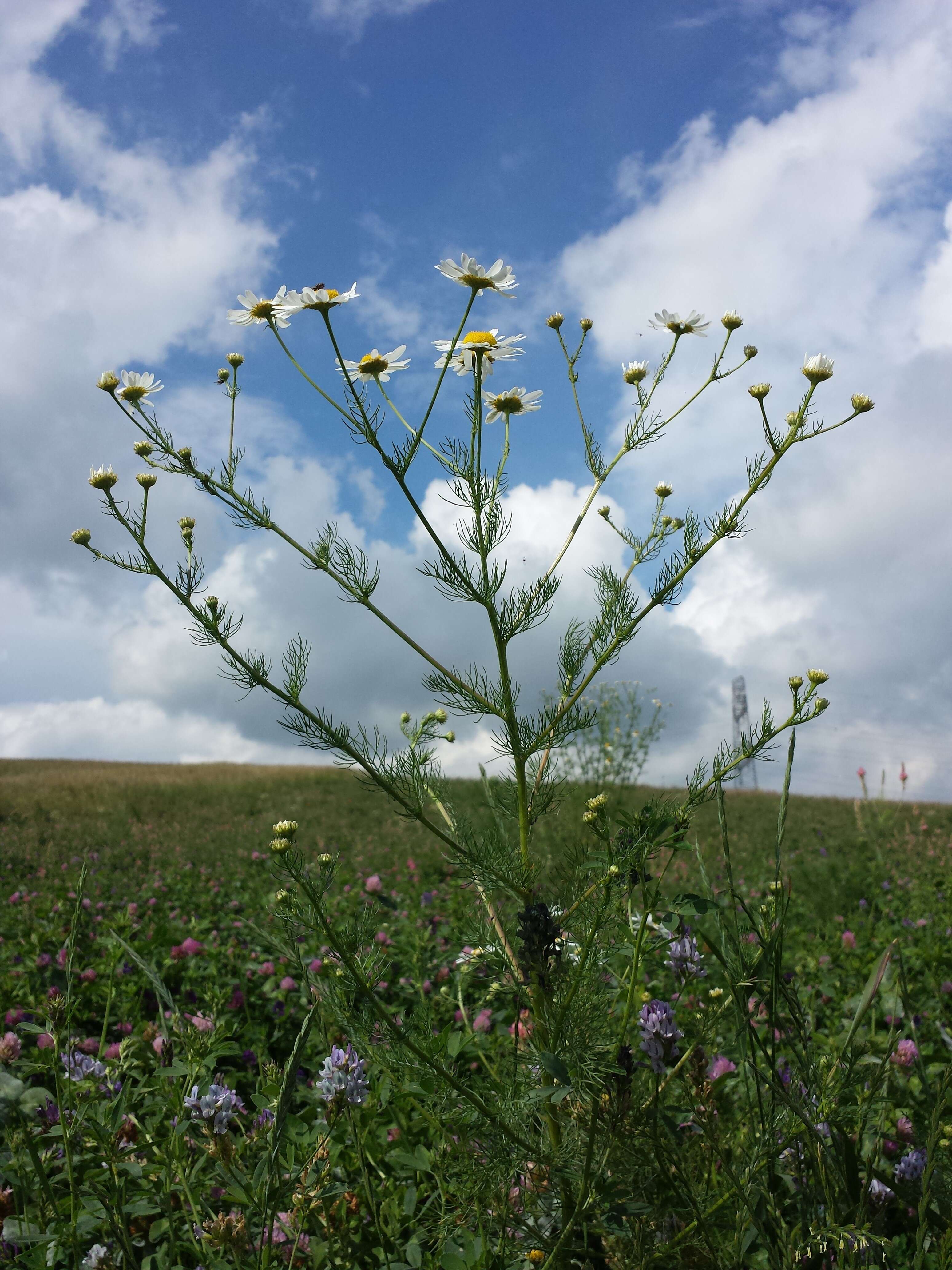 Imagem de Tripleurospermum inodorum (L.) Sch.-Bip