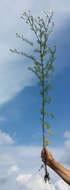 Image of scentless false mayweed