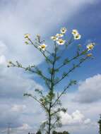 Image of scentless false mayweed