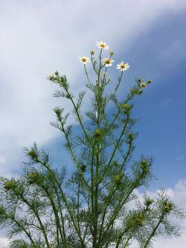 Imagem de Tripleurospermum inodorum (L.) Sch.-Bip