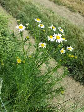 Imagem de Tripleurospermum inodorum (L.) Sch.-Bip