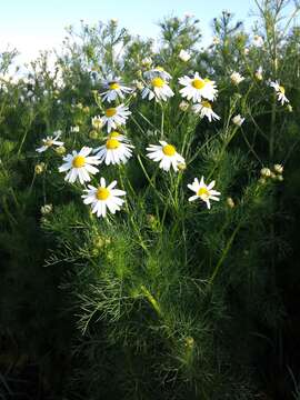 Imagem de Tripleurospermum inodorum (L.) Sch.-Bip