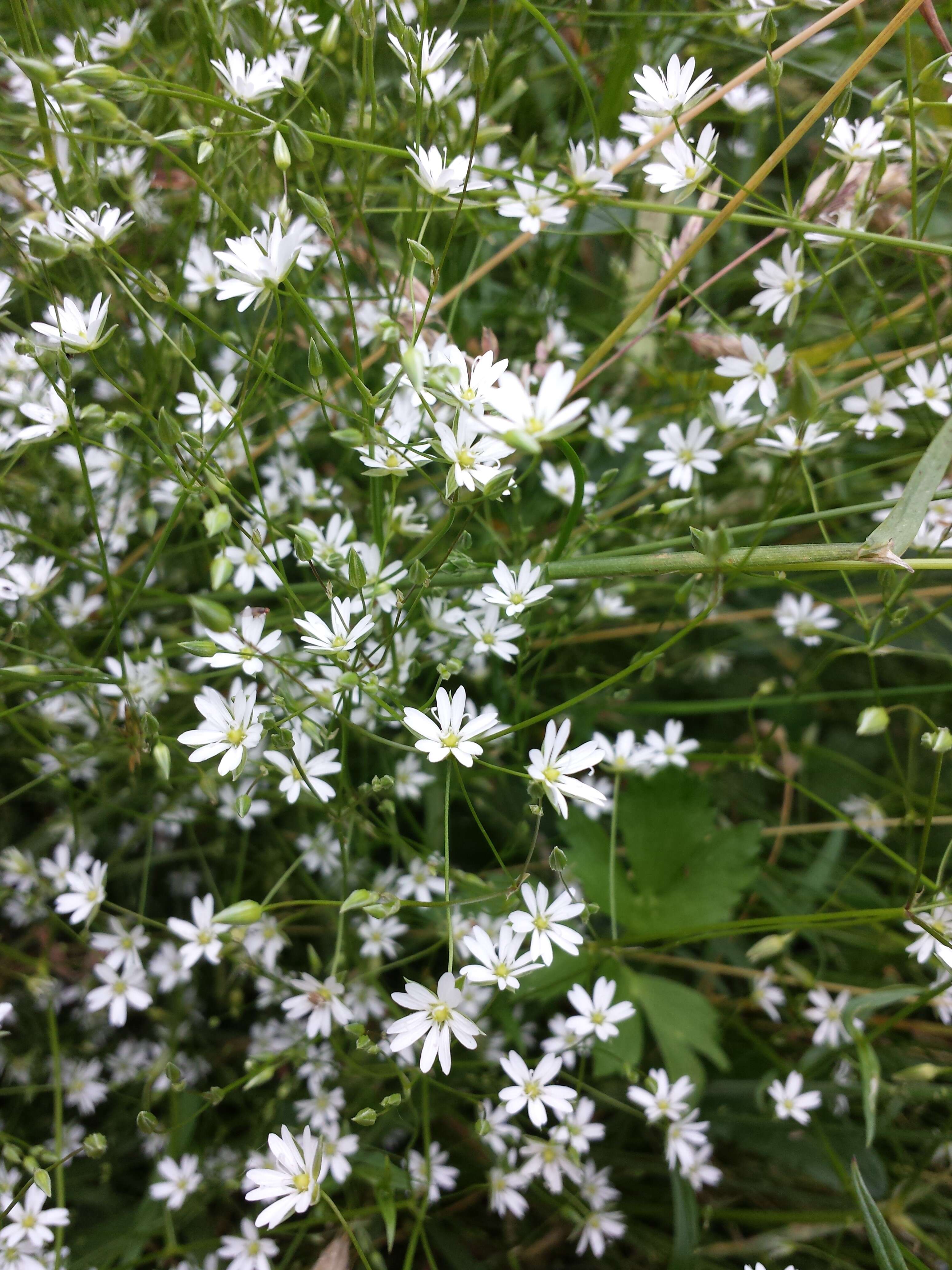 Imagem de Stellaria graminea L.