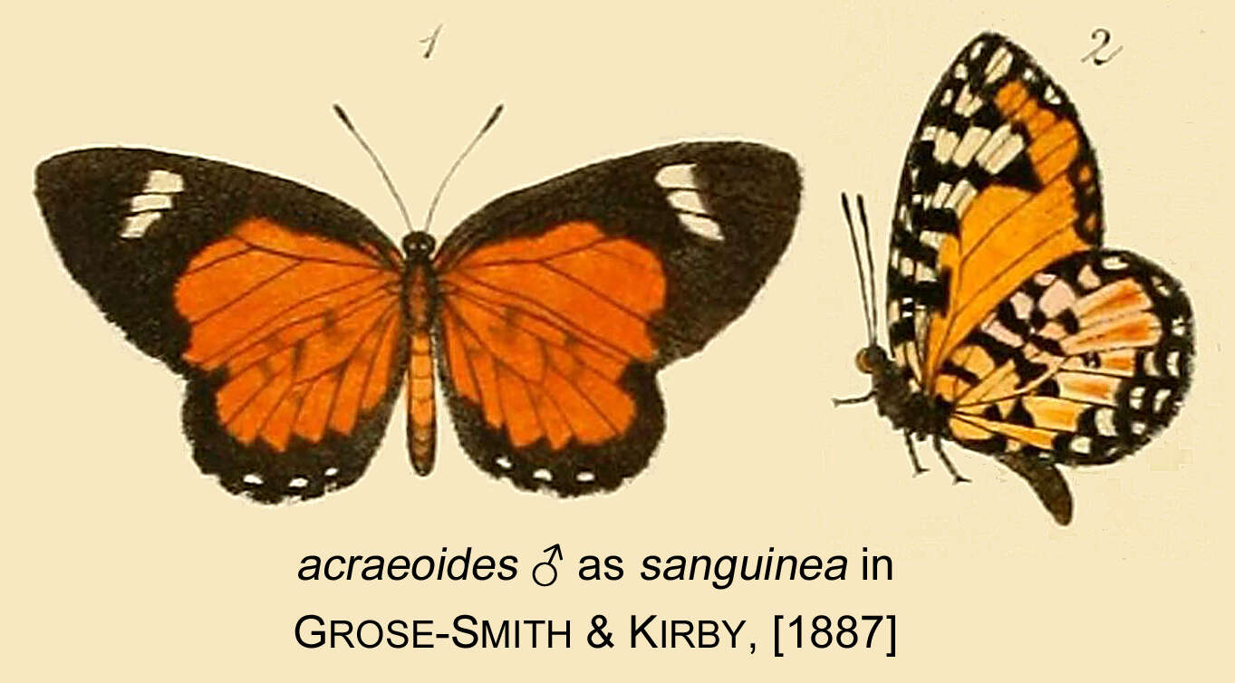 Image de Telipna acraeoides (Grose-Smith & Kirby 1890)