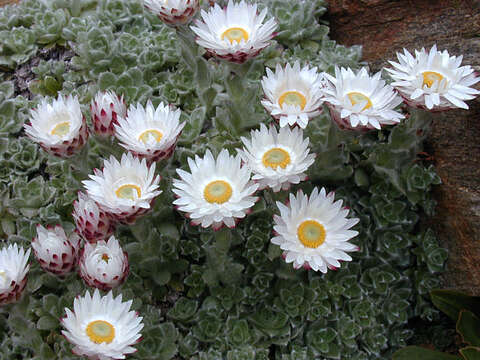 Image of Helichrysum milfordiae Killick