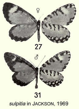 Image de Telipna sulpitia Hulstaert 1924