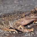 Image of Blyth's Short-limbed Frog