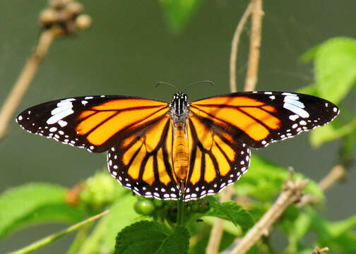 Sivun Danaus (Anosia) genutia Cramer 1779 kuva