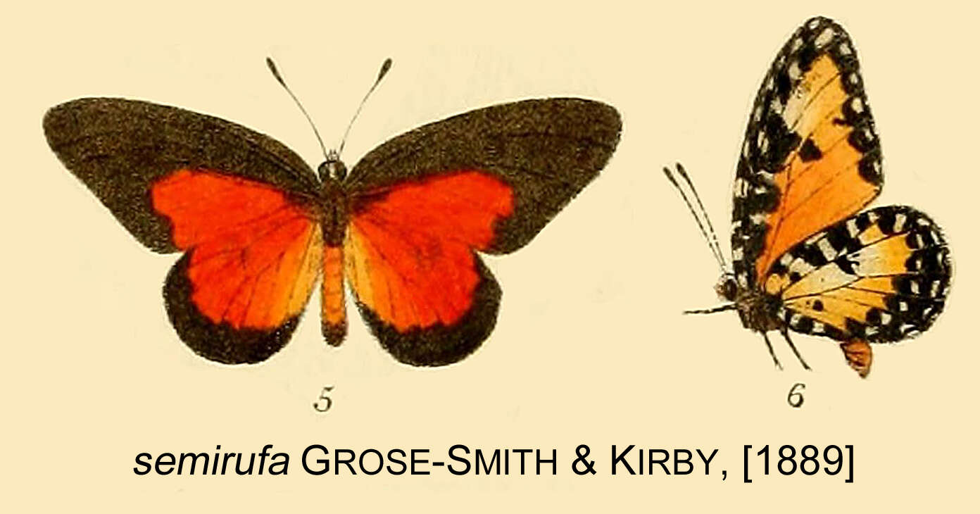 Image de Telipna semirufa (Grose-Smith & Kirby 1889)