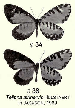 Image de Telipna atrinervis Hulstaert 1924