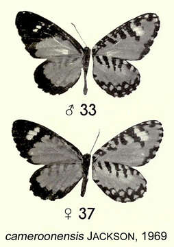 Image of Telipna cameroonensis Jackson 1969