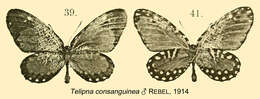 Image de Telipna consanguinea Rebel 1914