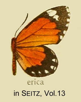 Image de Telipna erica Suffert 1904